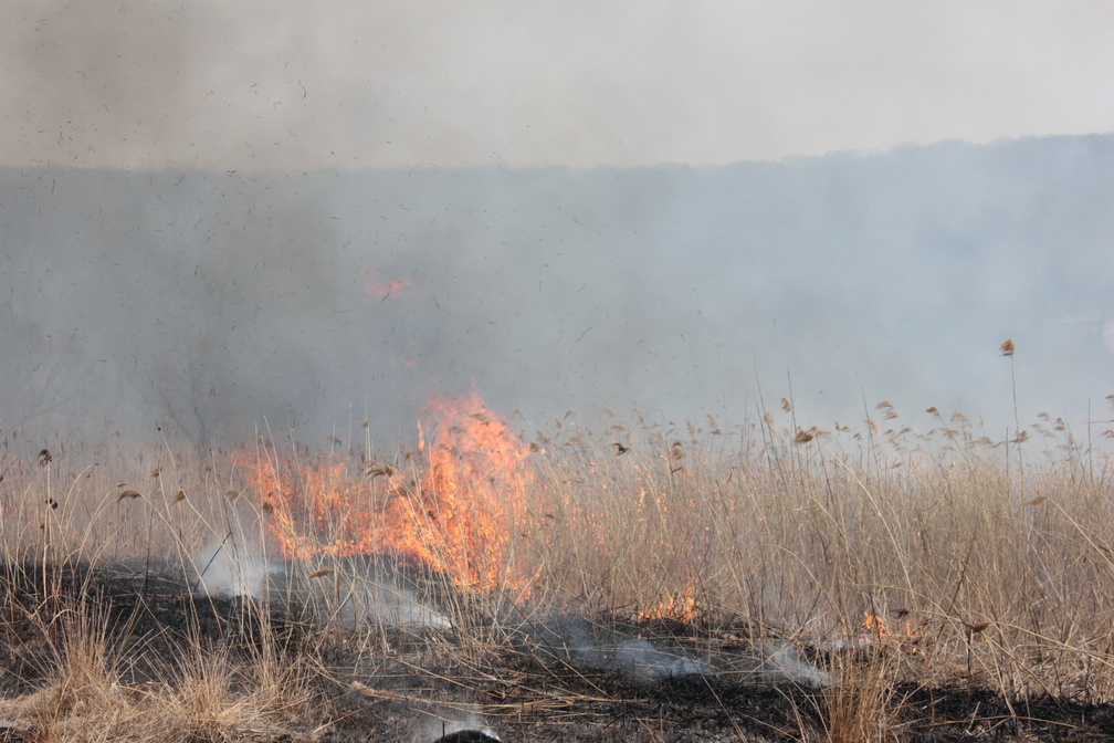 В Оренбургской области за сутки сгорело более 600 гектаров степи