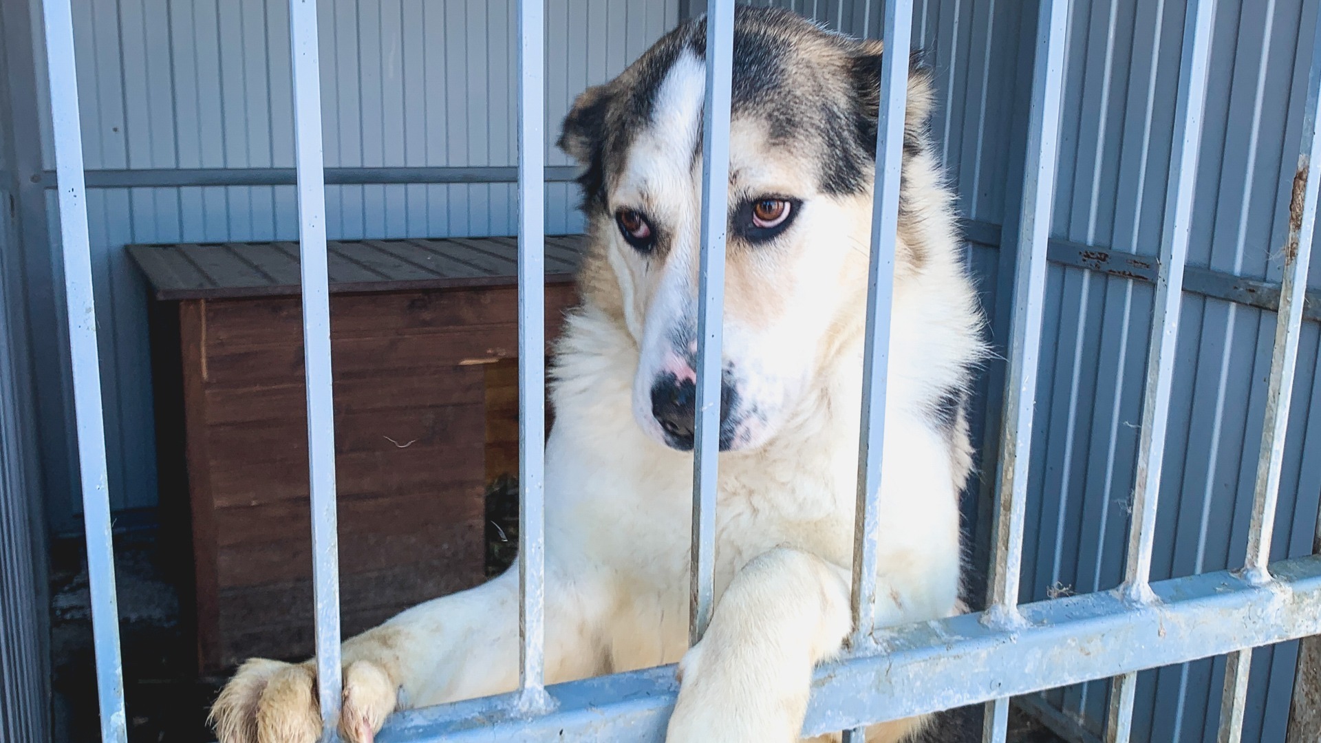 Ране пострадавшая получила 10 тысяч рублей от хозяйки собаки