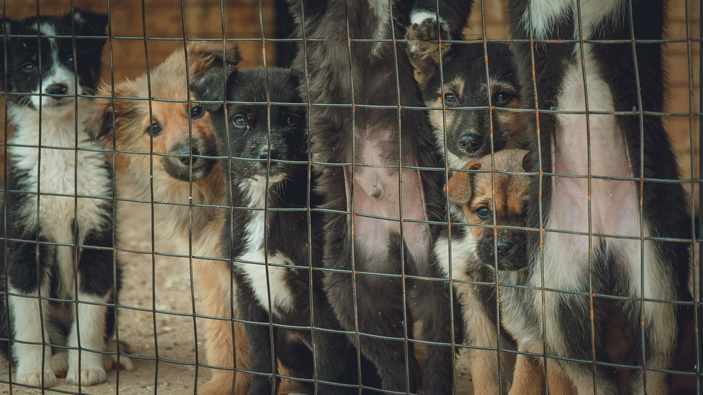 Казнить или помиловать: как в Оренбуржье работает закон о бездомных животных