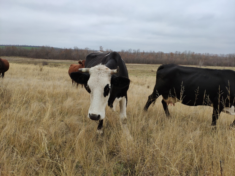 Судебные приставы в Оренбуржье арестовали за долги по кредиту стадо коров