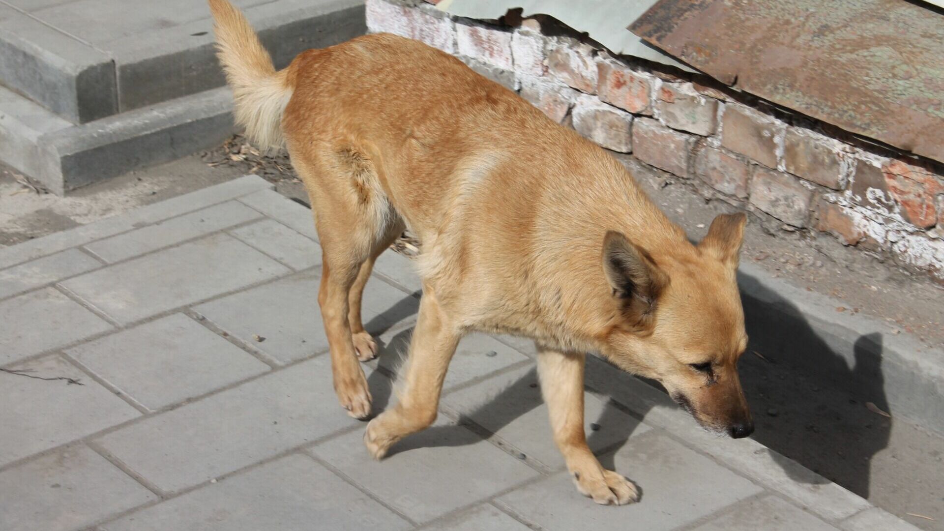 Бездомная собака на оренбургской улице