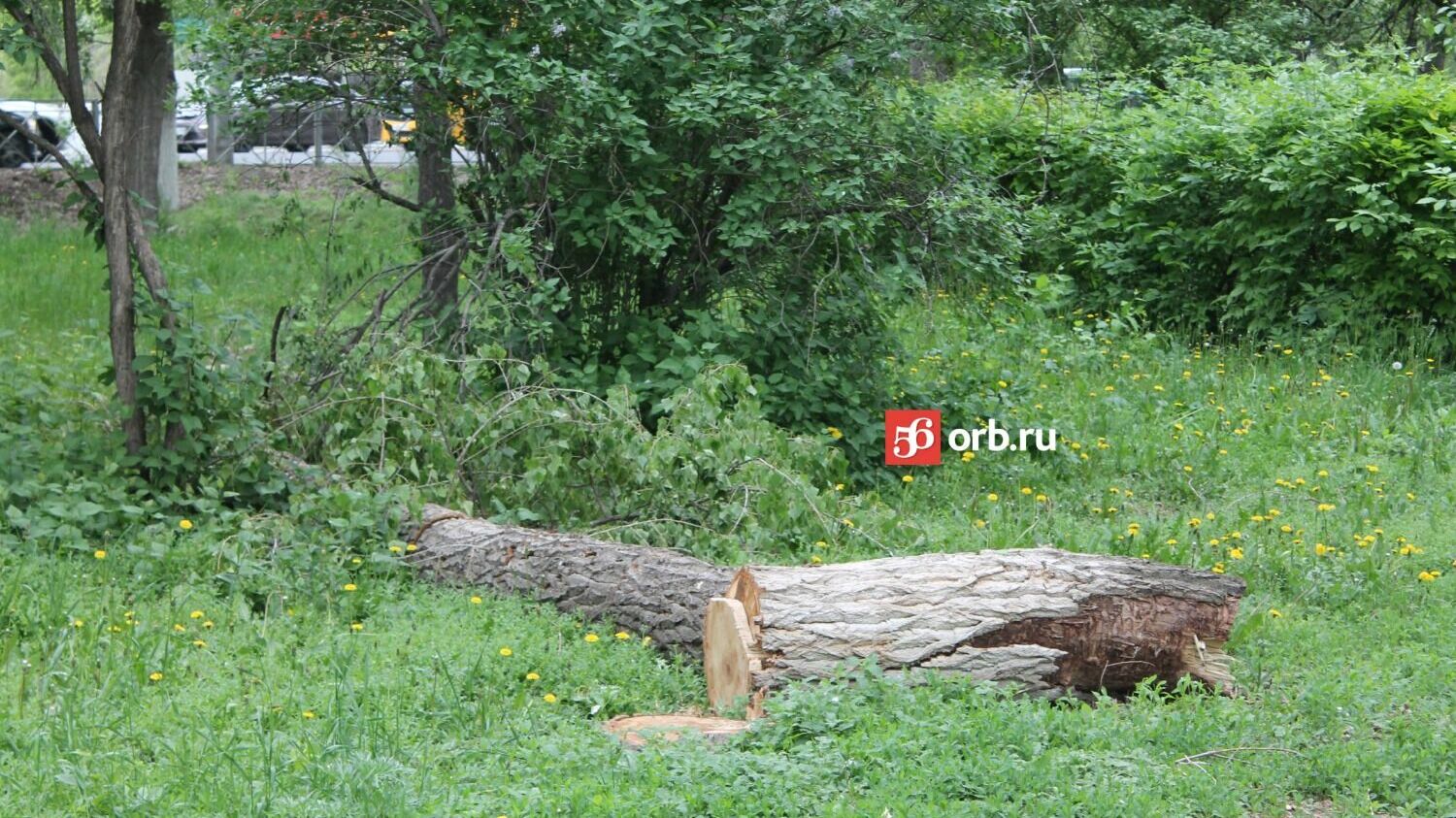 Спиленные ветки свалены в кучи по всему парку Гуськова
