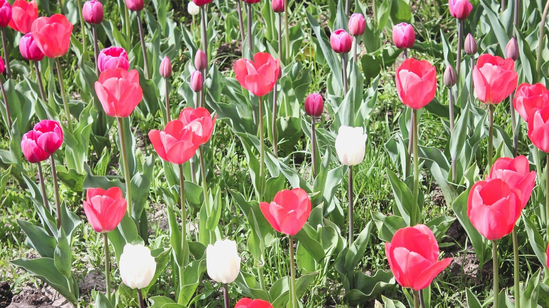 Лысая герань или петунья: какие цветы можно будет увидеть на улицах Оренбурга в 2023