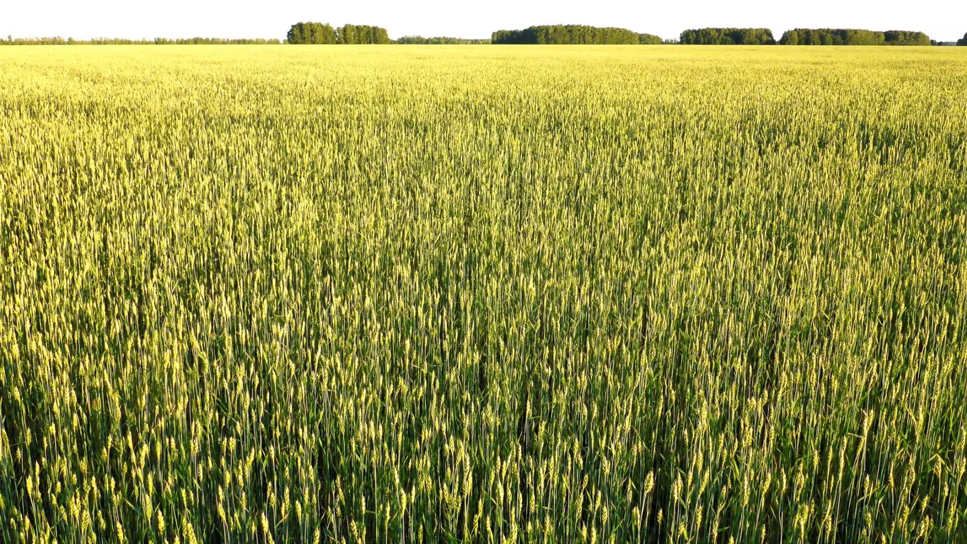 Российские зернотрейдеры предлагают ввести новые требования ЦОКЗ