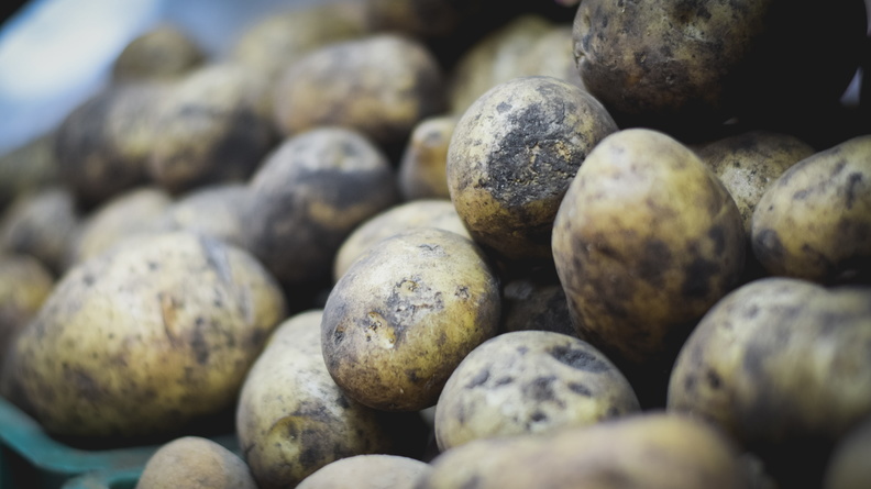 В Оренбургской области завершают уборку картофеля