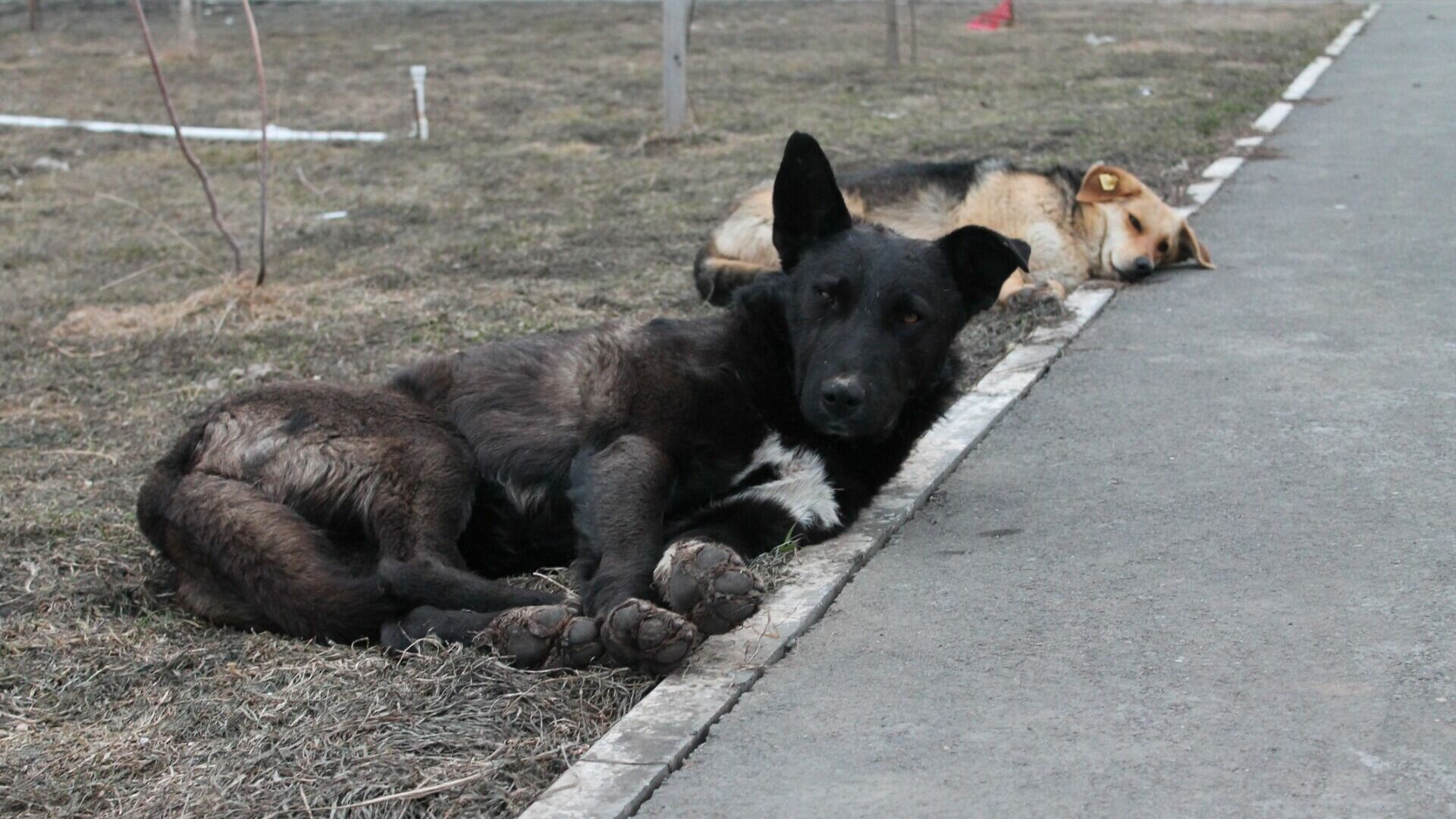 В России хотят внести новые правила обращения с домашними животными