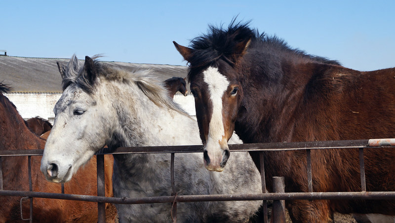 «Лошадь, не слушайте.» Почему коневодство в Оренбуржье умирает, несмотря на традиции