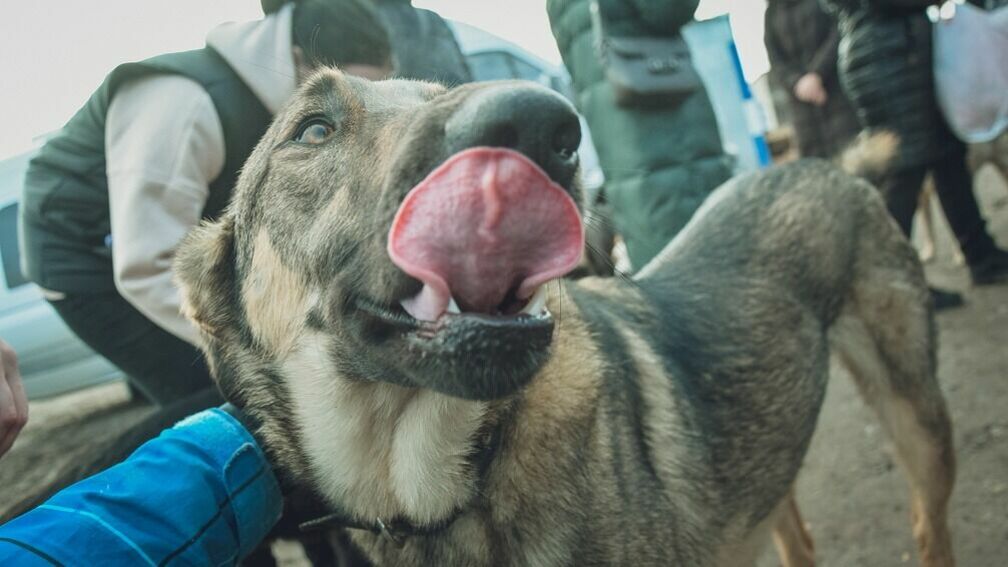 Своры бродячих собак терроризируют жителей разных районов Оренбуржья