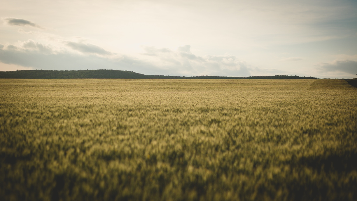 Россельхозбанк обсудил подготовку к весенним полевым работам в Оренбуржье