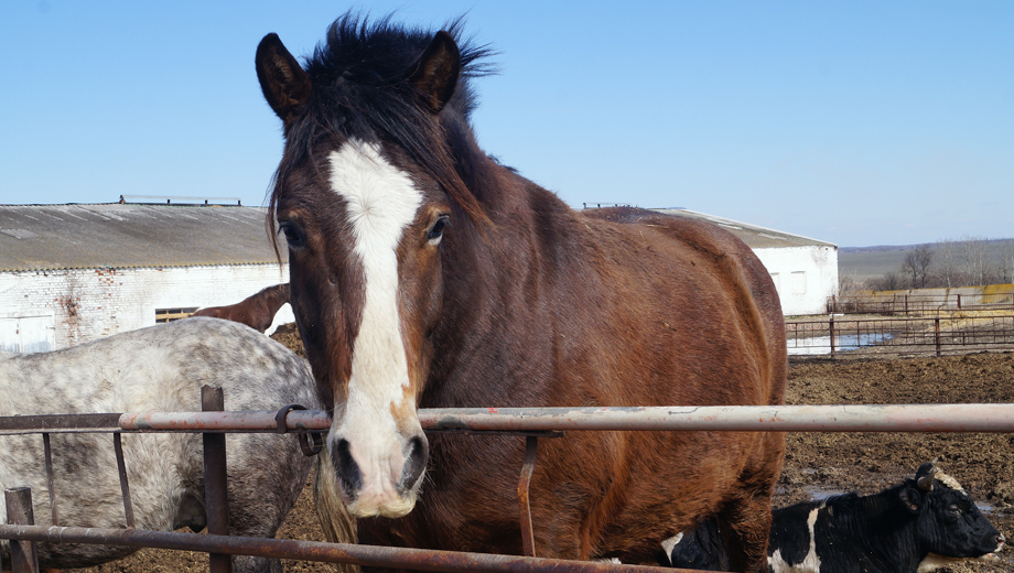 Лошадь убила хозяина в посёлке Караванный Оренбургского района (18+)