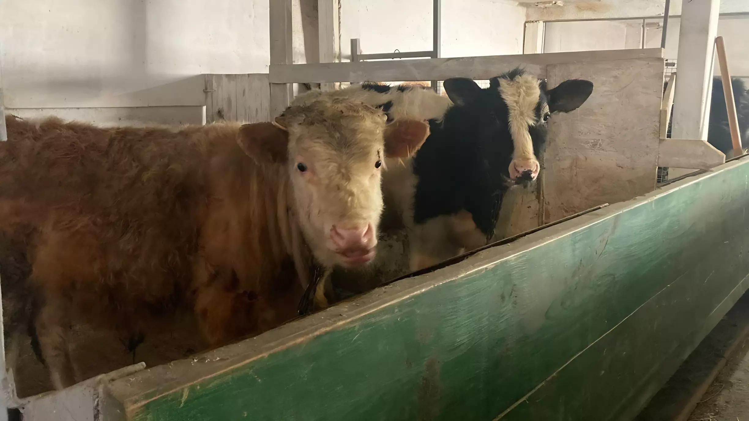Коровы на тугустемирской ферме находятся не в лучшем состоянии